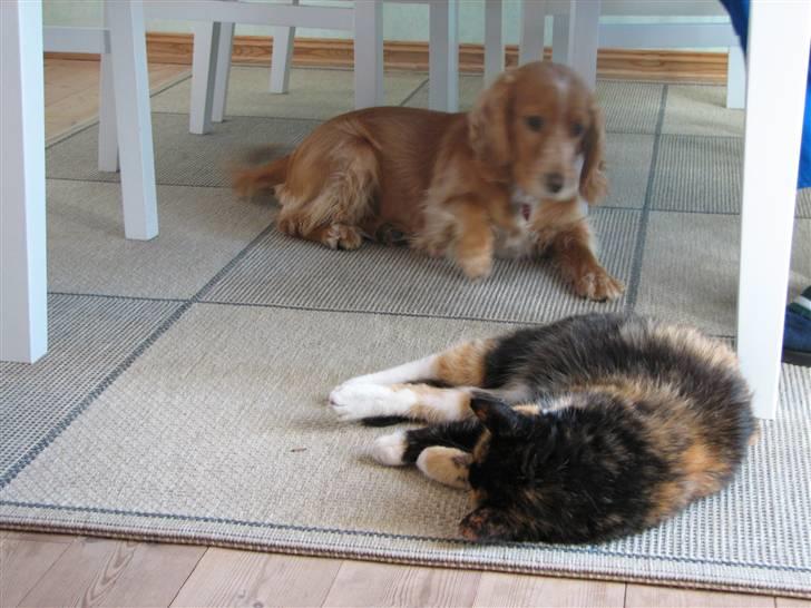 Blanding af racer Honey - Rigtige venner - sådan da! billede 3