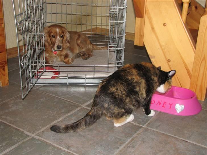 Blanding af racer Honey - Endnu et bevis på det nye venskab  - vi accepterer da hinanden! billede 4