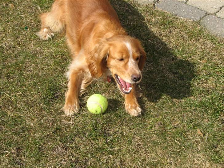 Blanding af racer Honey - Hvem vil spille bold? billede 5