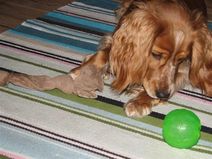 Blanding af racer Honey - Jeg elsker min grønne guf-bold billede 6