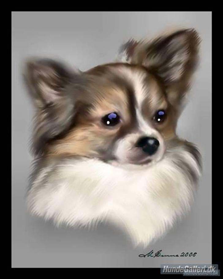 Chihuahua Chili "Rottweileren"RIP - min dejlige lille skat. (lavet af * Den Blå Lil Laban & Den Sorte Banditræv´s moar * ) billede 13