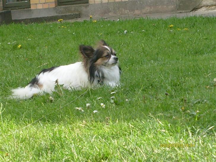 Chihuahua Chili "Rottweileren"RIP billede 14