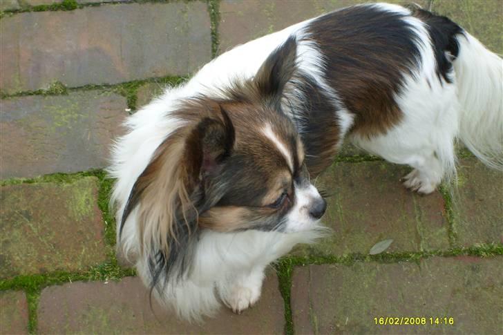 Chihuahua Chili "Rottweileren"RIP - fine chili billede 16