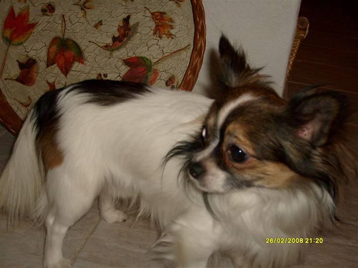 Chihuahua Chili "Rottweileren"RIP billede 17