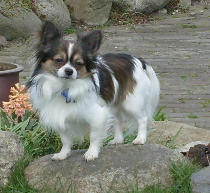 Chihuahua Chili "Rottweileren"RIP - sidder og venter på at mor kommer hjem... billede 18