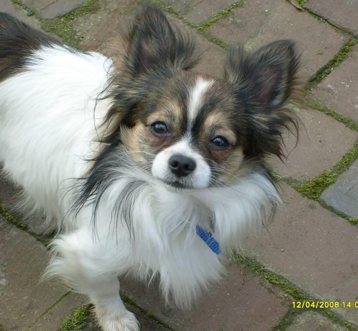 Chihuahua Chili "Rottweileren"RIP billede 8