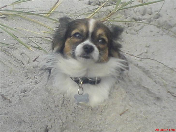 Chihuahua Chili "Rottweileren"RIP - sådan går det når mor er væk i 5min på stranden.. billede 19