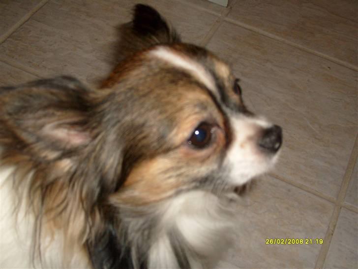 Chihuahua Chili "Rottweileren"RIP - close up;) billede 20