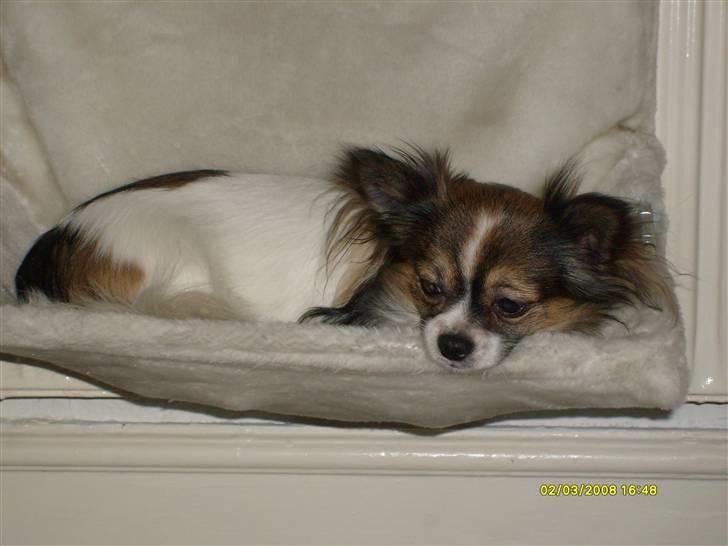 Chihuahua Chili "Rottweileren"RIP - Chili har indtaget kattenes terroritorium;) billede 22