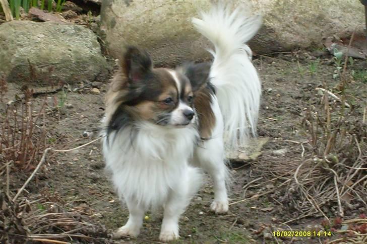 Chihuahua Chili "Rottweileren"RIP - ude i haven billede 23