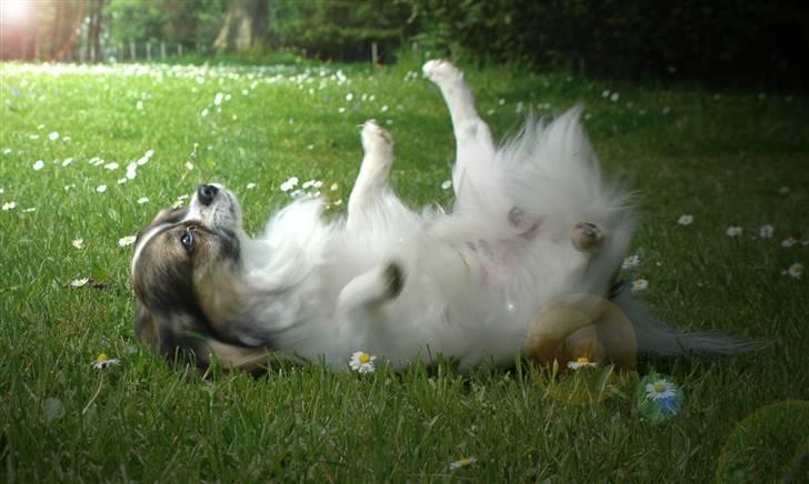 Chihuahua Chili "Rottweileren"RIP - han nyder det.. billede 24