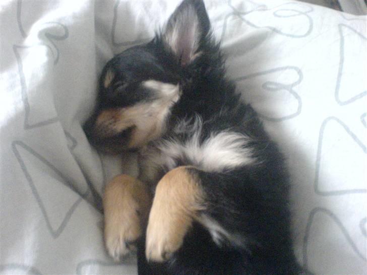 Chihuahua Hugo billede 9