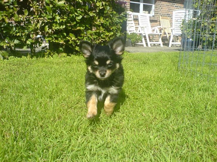 Chihuahua Hugo billede 10