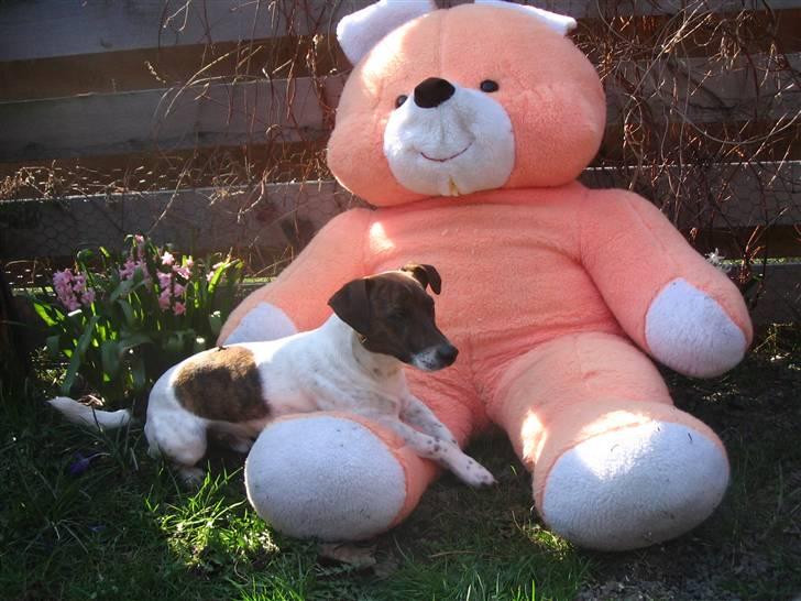 Jack russell terrier Tjalfe <3 - Han elskede sin kramme-bamse, desvære er den fortid fordi at den fik lidt for store bide-mærker ;D billede 1
