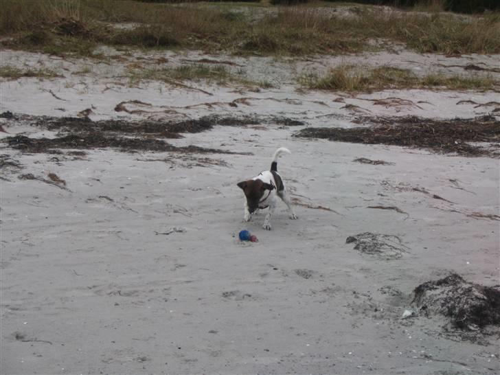 Jack russell terrier Tjalfe <3 - Leg på stranden billede 2