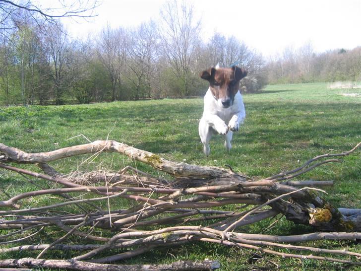 Jack russell terrier Tjalfe <3 - HOP.. billede 3