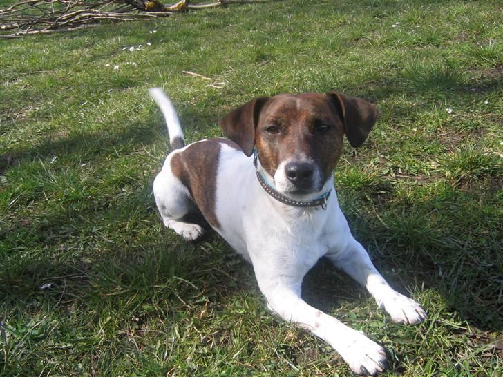 Jack russell terrier Tjalfe <3 - Nååårhhh billede 4
