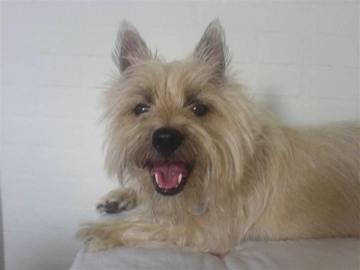 Cairn terrier Arthur billede 11