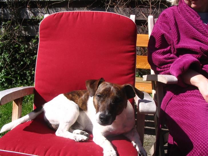 Jack russell terrier Tjalfe <3 - Ligger og hygger med mor ude i haven, det skal der også være plads til. billede 5
