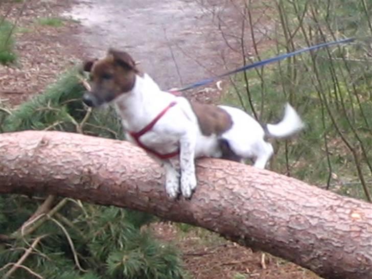 Jack russell terrier Tjalfe <3 - Hop ude i skoven. Skal lige siget at træstammen var ca. 150 cm høj. billede 6
