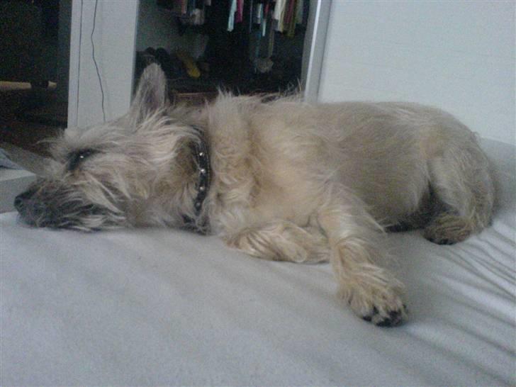 Cairn terrier Arthur billede 12