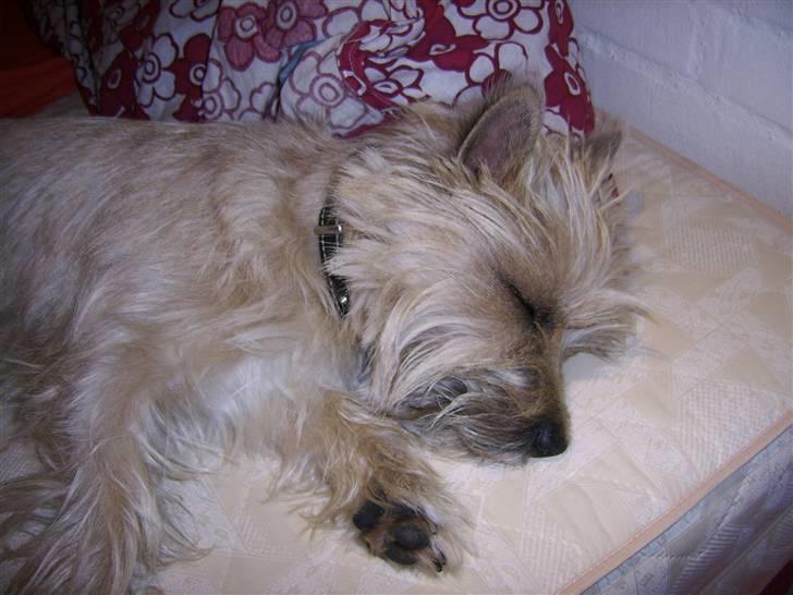 Cairn terrier Arthur billede 13