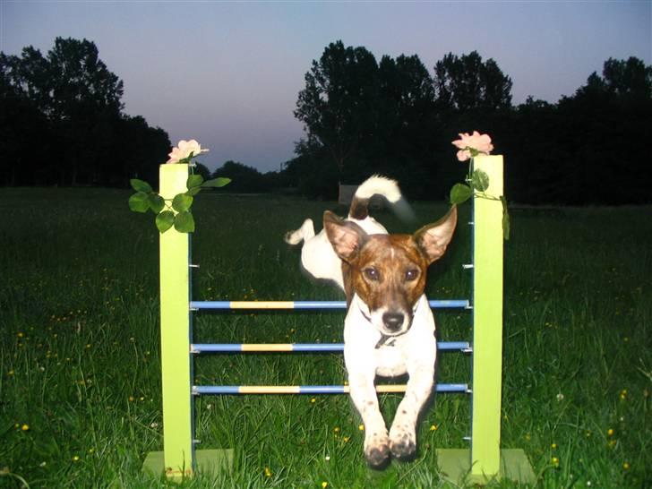 Jack russell terrier Tjalfe <3 - Træning nede på marken "opvarmning" billede 7
