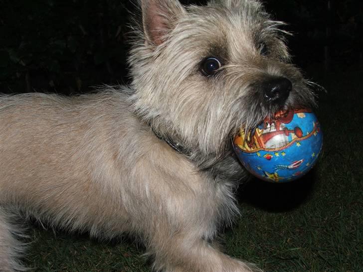 Cairn terrier Arthur billede 14