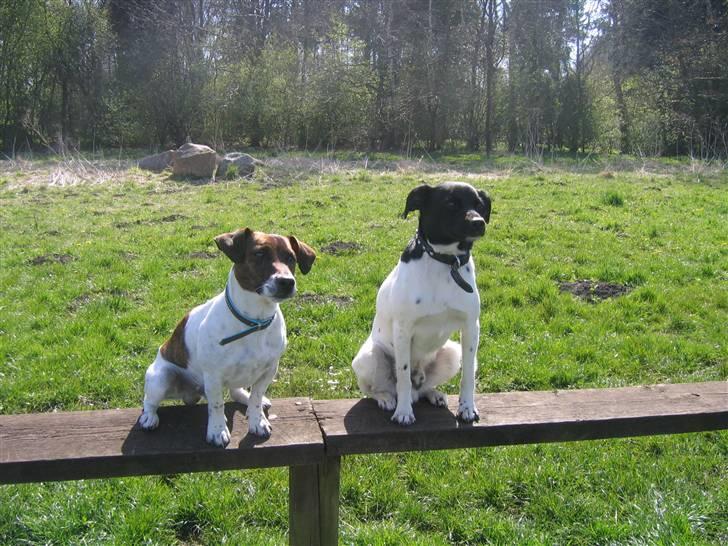 Jack russell terrier Tjalfe <3 - sammen med lege-kammeraten Nuser billede 8