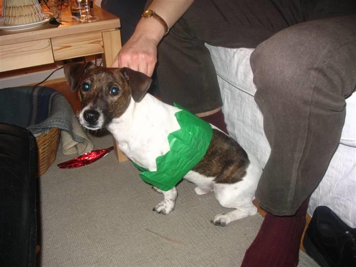Jack russell terrier Tjalfe <3 - Nytårs aften 2006-2007, hunden skal også være med i det. billede 9