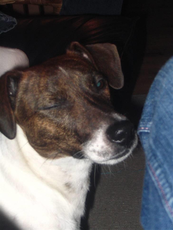 Jack russell terrier Tjalfe <3 - Cool dog billede 10