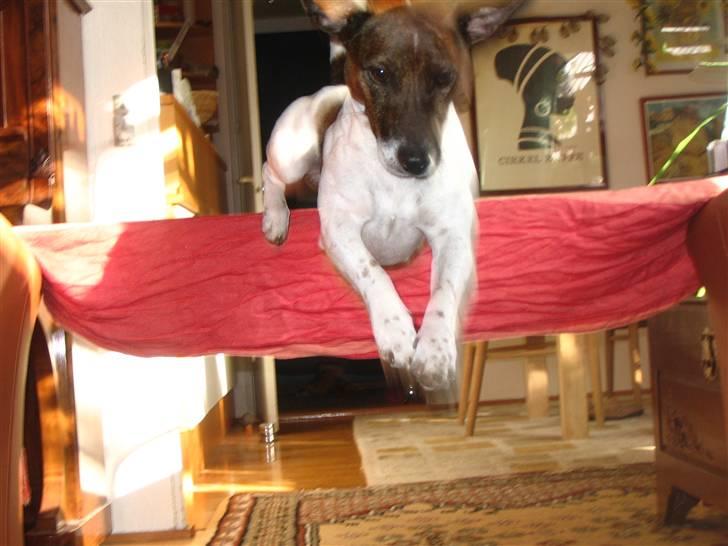 Jack russell terrier Tjalfe <3 - Springer en meter inde i stuen billede 11