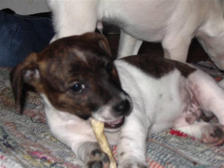 Jack russell terrier Tjalfe <3 - Nåårh, kærlighed hved forste blik..<3 billede 12