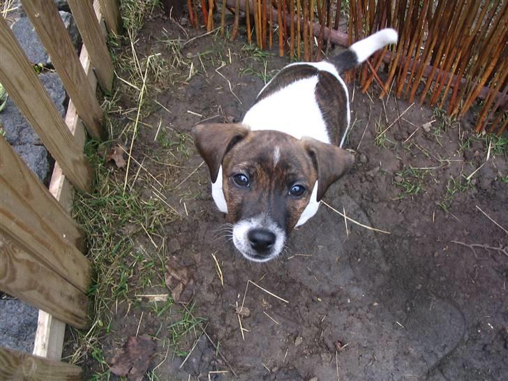 Jack russell terrier Tjalfe <3 - Første dag i det nye hjem. her sider han og holder øje med kaninerne billede 13