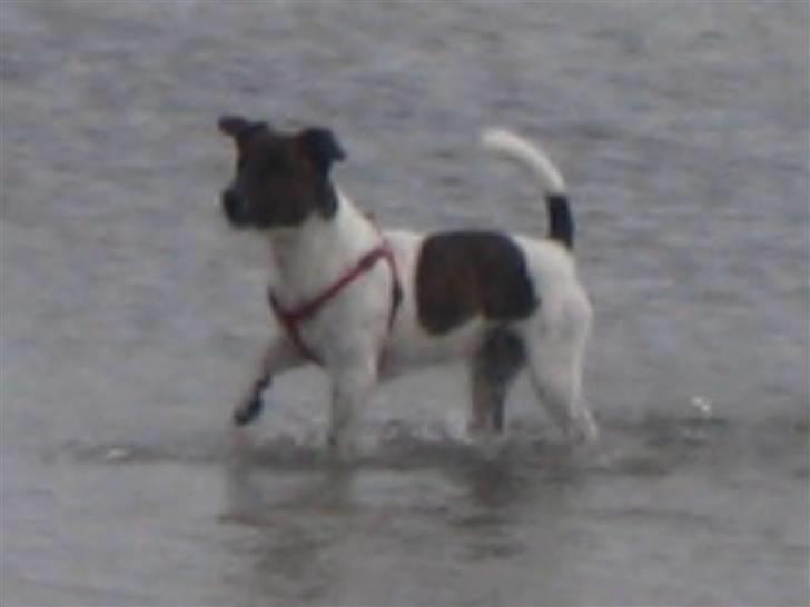 Jack russell terrier Tjalfe <3 - Han elsker at være på stranden billede 14