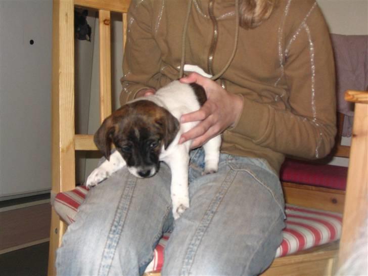 Jack russell terrier Tjalfe <3 - LILLE klodset hund billede 15