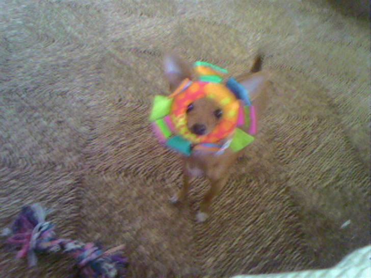 Chihuahua Lucky Luka billede 18