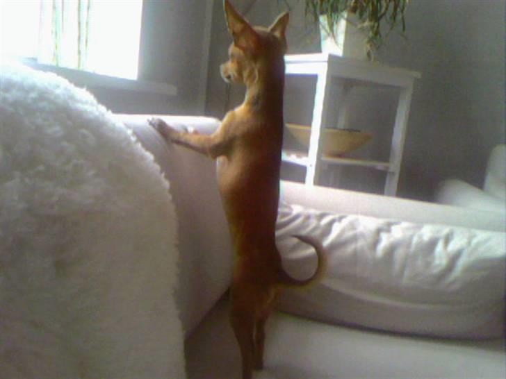 Chihuahua Lucky Luka billede 19