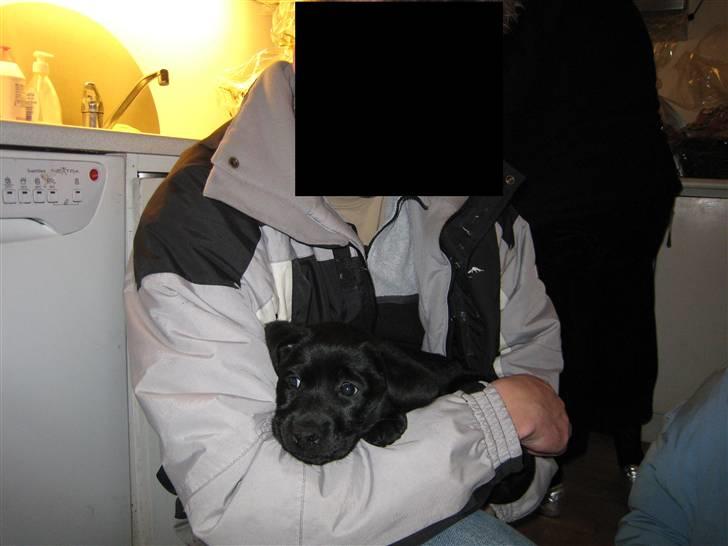 Labrador retriever Bella - Sove. 7 uger gammel billede 5