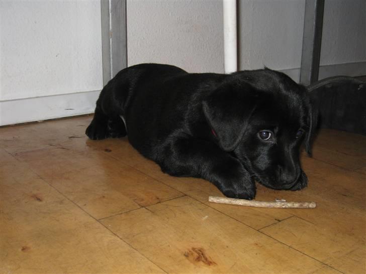 Labrador retriever Bella - Jaa. jeg holder øje med dig. 7 uger gammel billede 6