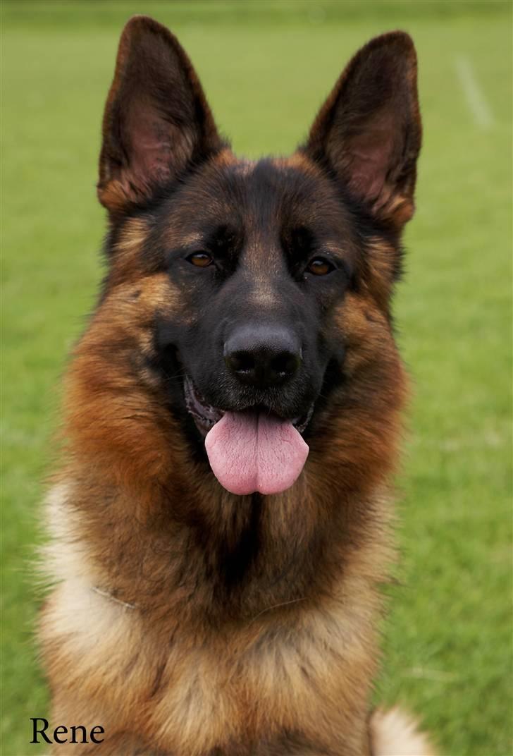 Schæferhund  AVKLgrænsens vupti billede 1