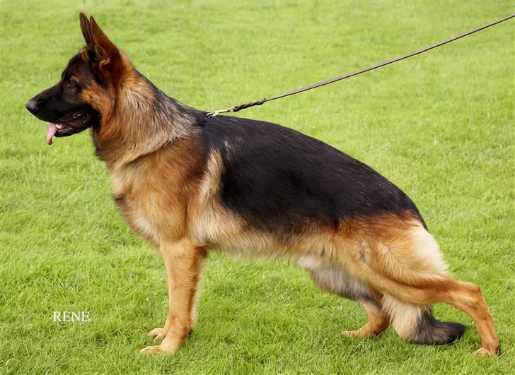 Schæferhund  AVKLgrænsens vupti -  AVLSGODKENDT i DDK         SchH 1 UHP. FP.   HD B  AA 1 billede 2