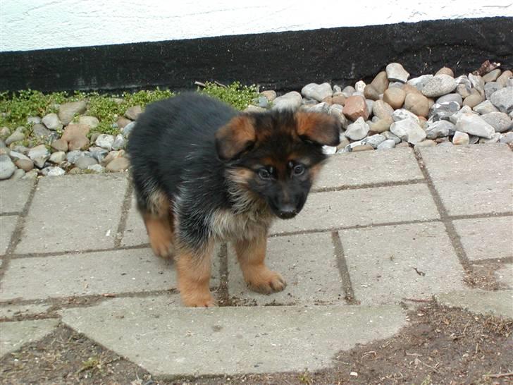 Schæferhund  AVKLgrænsens vupti - ER DER NOGEN DER VIL HA MIG  ??????? billede 3