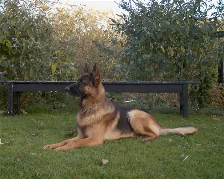 Schæferhund  AVKLgrænsens vupti - Amigo 1½ år i haven billede 4