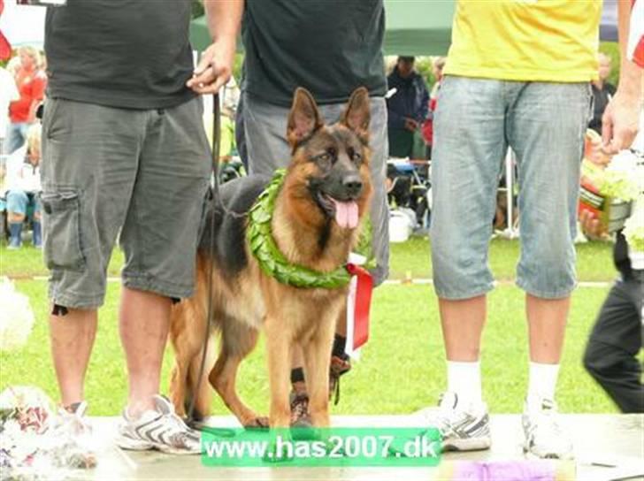 Schæferhund  AVKLgrænsens vupti - den stolte vinder i unghunde på Has 2007 billede 5
