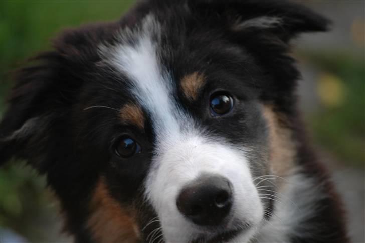 Border collie Poncho billede 9