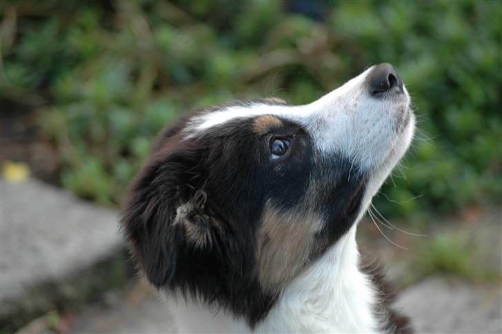 Border collie Poncho billede 10