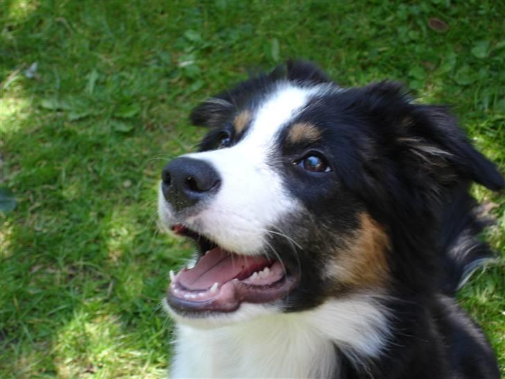 Border collie Poncho billede 12