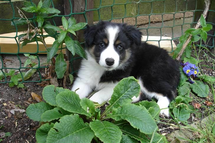 Border collie Poncho billede 13