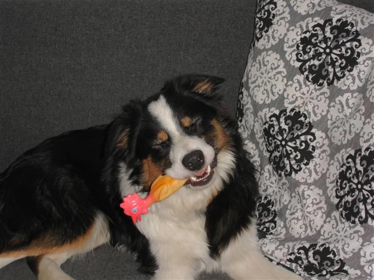 Border collie Poncho billede 14